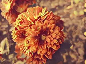Image-preview_300x200