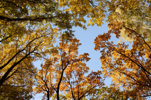 Image-preview_300x200