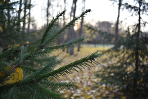 Image-preview_300x200