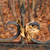 Image-square_50