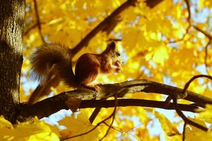Image-preview_300x200