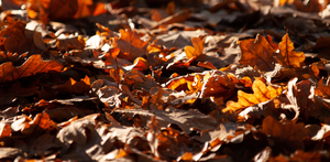 Image-preview_300x200
