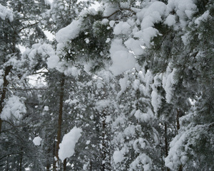 Image-preview_300x200
