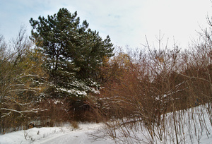 Image-preview_300x200