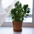 Image-square_50