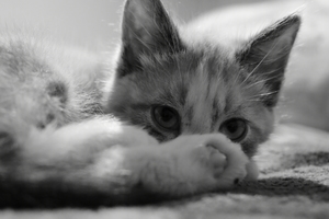Image-preview_300x200