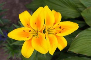 Image-preview_300x200