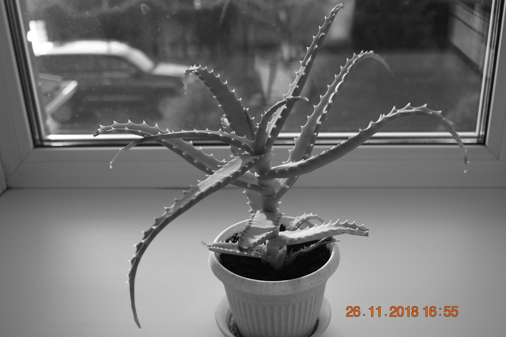 Image-normal