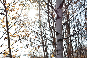Image-preview_300x200