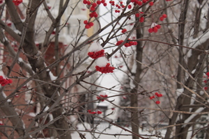 Image-preview_300x200
