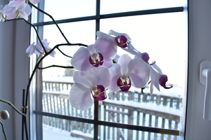 Image-preview_300x200