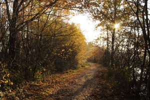 Image-preview_300x200
