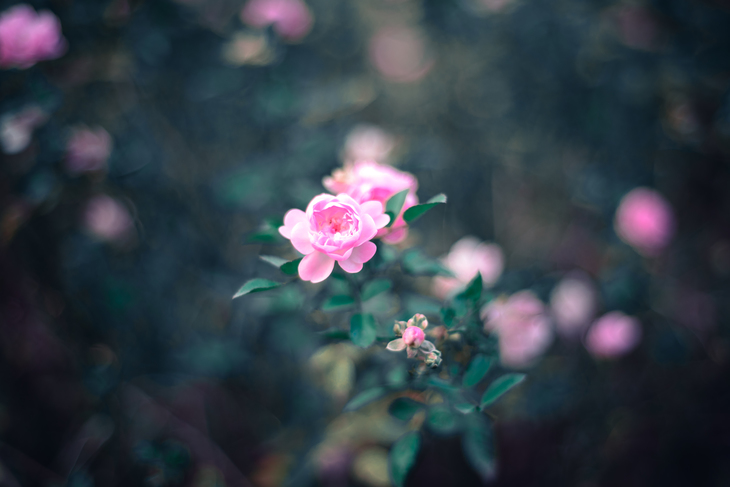 Image-normal