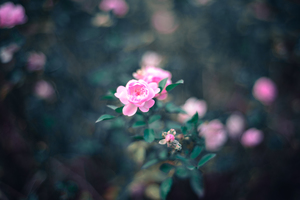 Image-preview_300x200