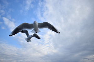 Image-preview_300x200
