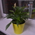 Image-square_50