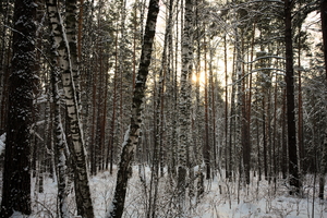 Image-preview_300x200
