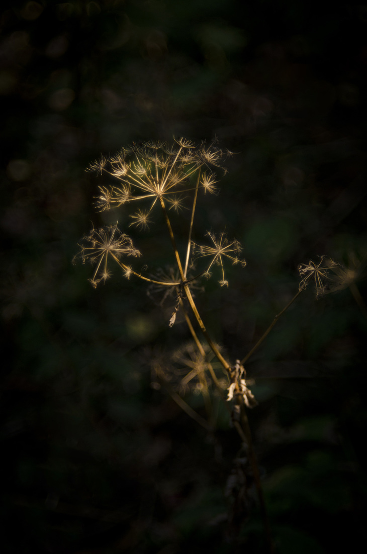 Image-normal