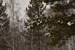 Image-preview_300x200