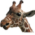 Image-square_50