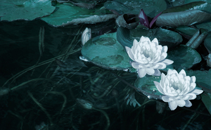 Image-preview_300x200