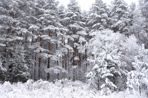 Image-preview_300x200