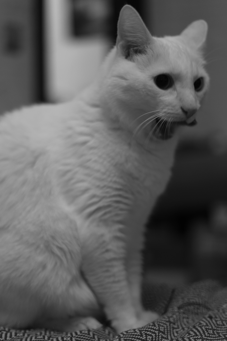 Image-normal