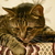 Image-square_50