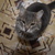 Image-square_50