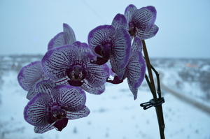 Image-preview_300x200