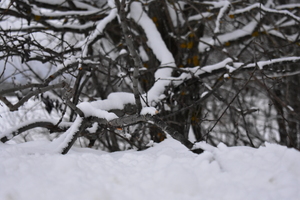 Image-preview_300x200