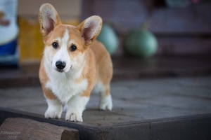 Image-preview_300x200