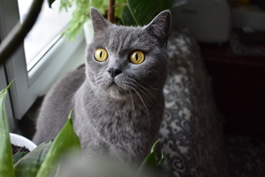 Image-preview_300x200