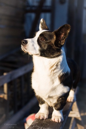 Image-preview_300x200