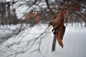 Image-preview_300x200