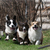 Image-square_50