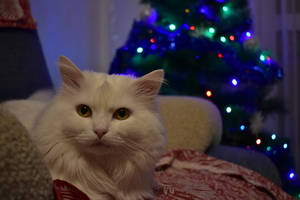 Image-preview_300x200