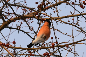 Image-preview_300x200