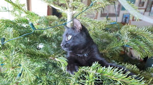 Image-preview_300x200