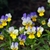 Image-square_50