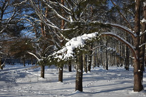 Image-preview_300x200
