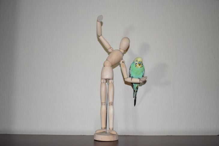 Image-normal