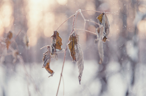 Image-preview_300x200