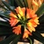 Image-square_50