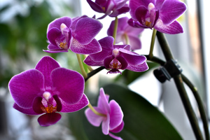 Image-preview_300x200