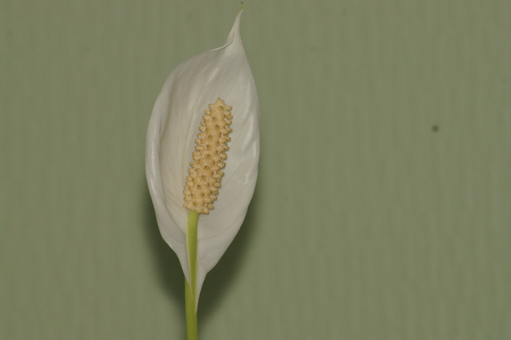 Image-normal