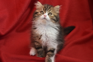 Image-preview_300x200
