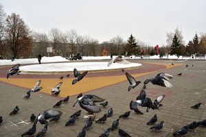 Image-preview_300x200