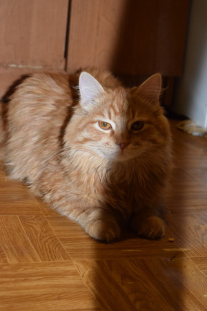 Image-preview_300x200