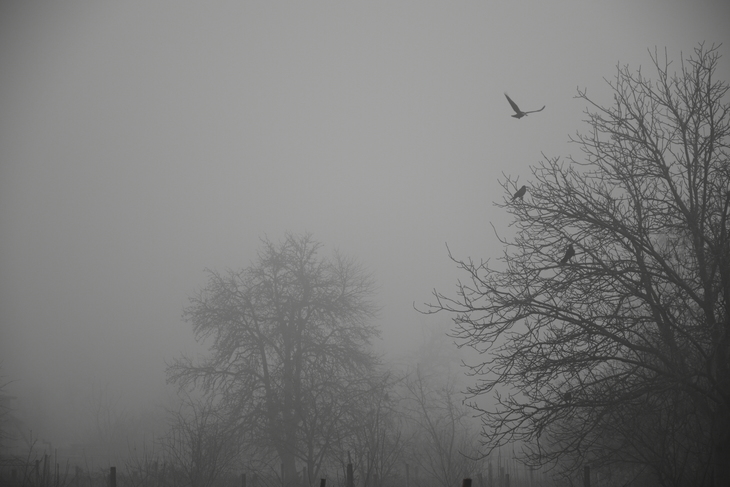 Image-normal